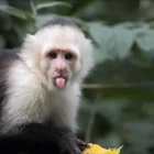 primary monke image