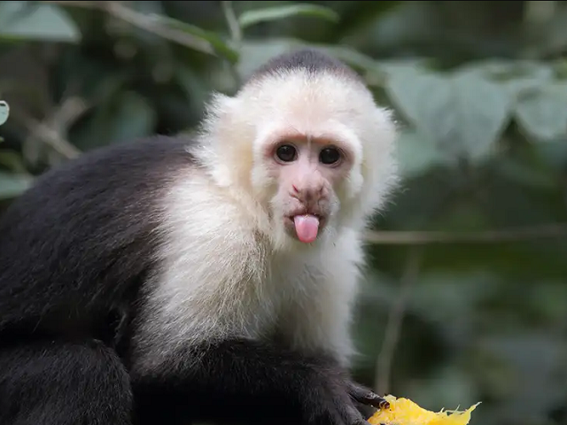 monke Logo